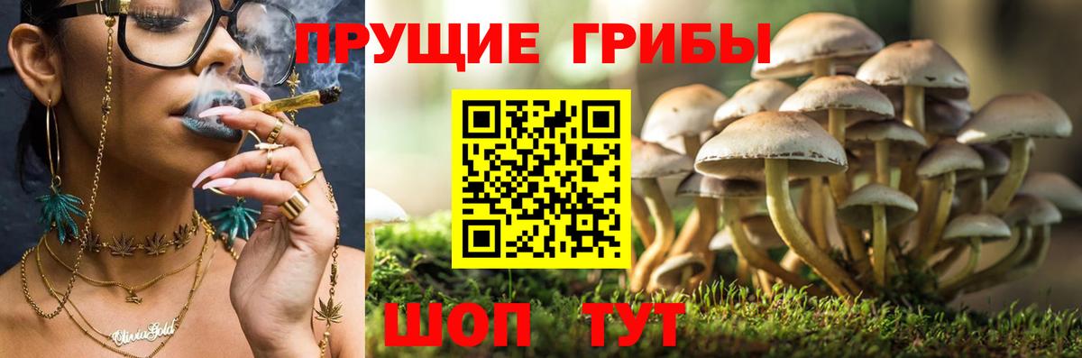 Луховицы  Галлюциногенные грибы Psilocybe  Вход с VPN 